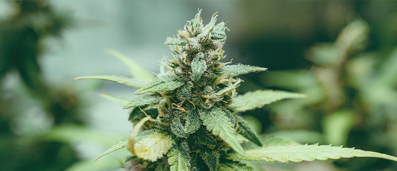 Que sont les graines de cannabis hybrides f1 ?